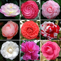 Camellia mixed blooms in garten
