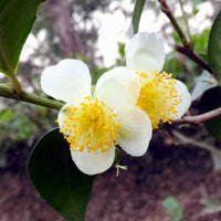 Kamelie Sinensis Blumensamen zur Aussaat – robust Sorte – Traditionssorte & ohne Gentechnik Samen Hausgarten