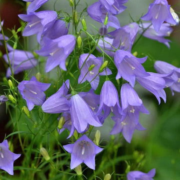 Harebell (harebell blume) samen for anpflanzung in home garten