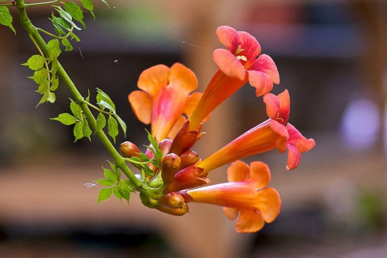 Creeper Blumensamen zur Aussaat – duftend Blüten – Traditionssorte & ohne Gentechnik Samen Hausgarten