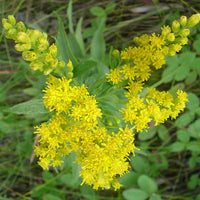 Solidago Canadensis Blumensamen zur Aussaat saisonal Dauerblüher Traditionssorte & ohne Gentechnik Samen Hausgarten