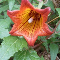 Canarina Blumensamen zur Aussaat – Wildblume Mischung – Traditionssorte & ohne Gentechnik Samen Hausgarten