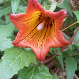 Canarina Blumensamen zur Aussaat – Wildblume Mischung – Traditionssorte & ohne Gentechnik Samen Hausgarten
