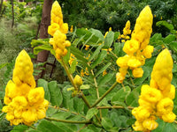 Gelb Cassia Alata Samen zur Aussaat – Medicinal Benefits