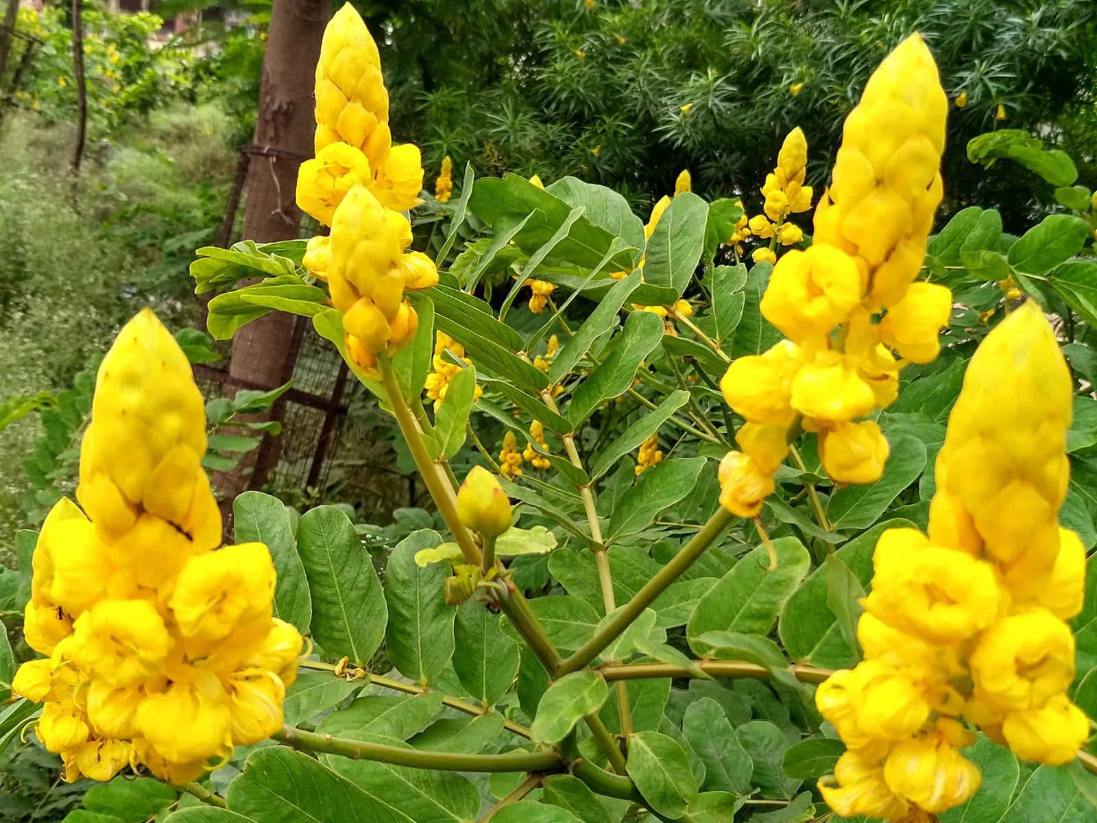 Gelb Cassia Candlestick Blumensamen zur Aussaat – Landhaus Garten wichtig – Traditionssorte & ohne Gentechnik Samen Hausgarten