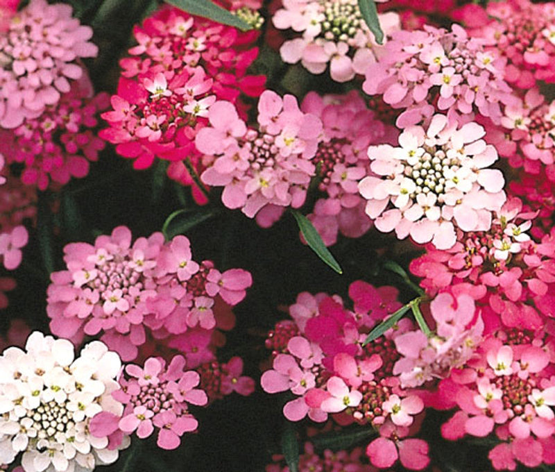 Iberis candytuft lila & rosa mix samen for colorful blooms