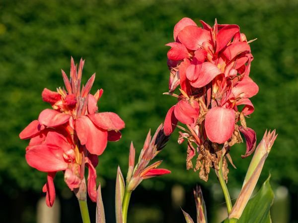 mehrjährig Canna Blumensamen zur Aussaat farbenfroh Schau Traditionssorte & ohne Gentechnik Samen Hausgarten