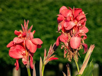 mehrjährig Canna Blumensamen zur Aussaat farbenfroh Schau Traditionssorte & ohne Gentechnik Samen Hausgarten