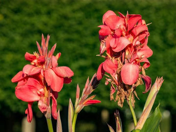 mehrjährig Canna Blumensamen zur Aussaat farbenfroh Schau Traditionssorte & ohne Gentechnik Samen Hausgarten