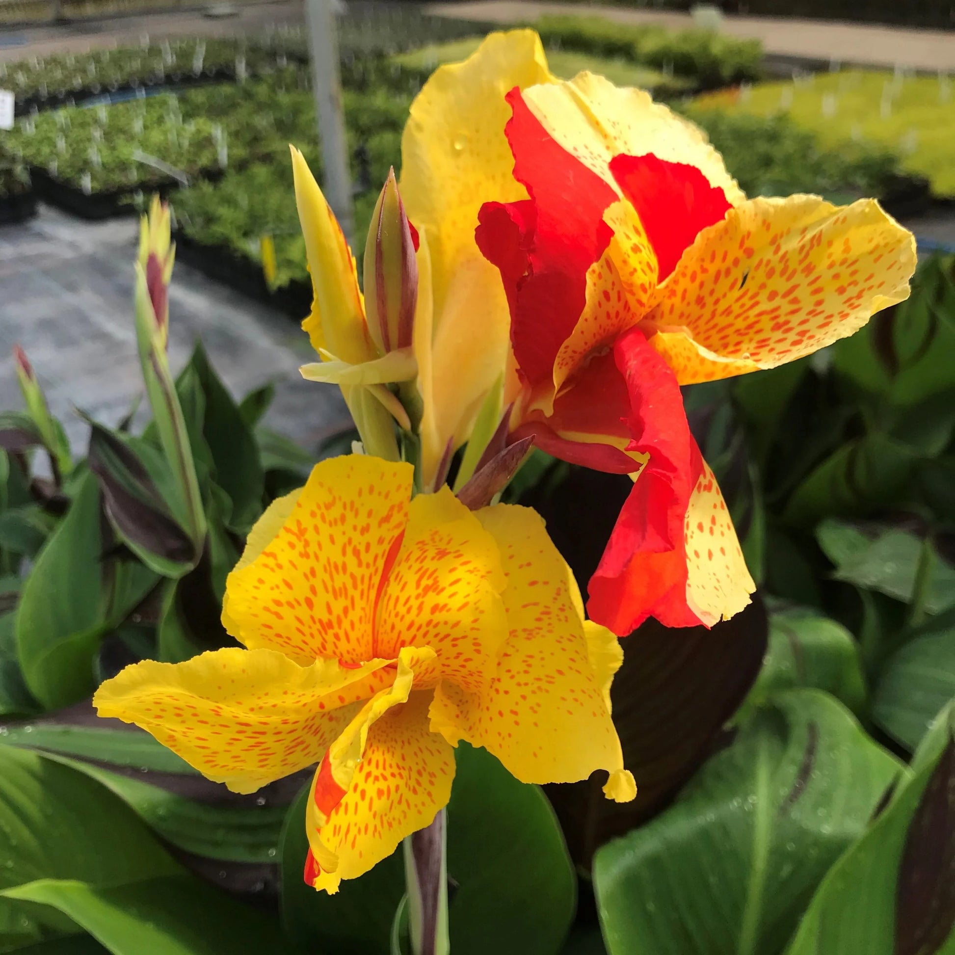 Cleopatra Blumensamen zur Aussaat – saisonal Dauerblüher – Traditionssorte & ohne Gentechnik Samen Hausgarten