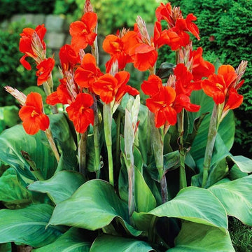 Canna Lilie Blume Samen zur Aussaat a farbenfroh Garten Transformation