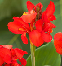 Orange Indica Blumensamen zur Aussaat – sonnenliebend – Traditionssorte & ohne Gentechnik Samen Hausgarten