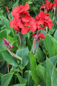 Canna Lilie Blume Samen zur Aussaat a farbenfroh Garten Transformation