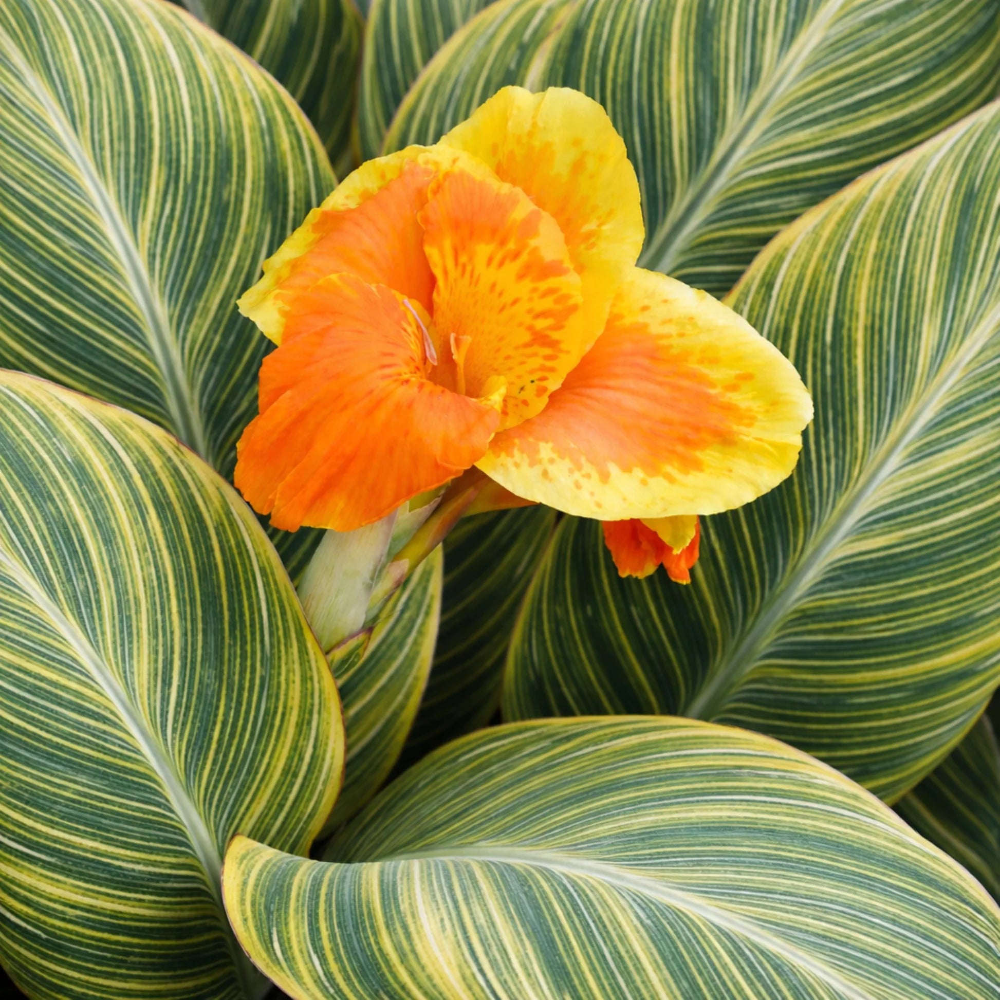 Gelb Pretoria Blumensamen zur Aussaat – hochwertige Qualitäts- – Traditionssorte & ohne Gentechnik Samen Hausgarten