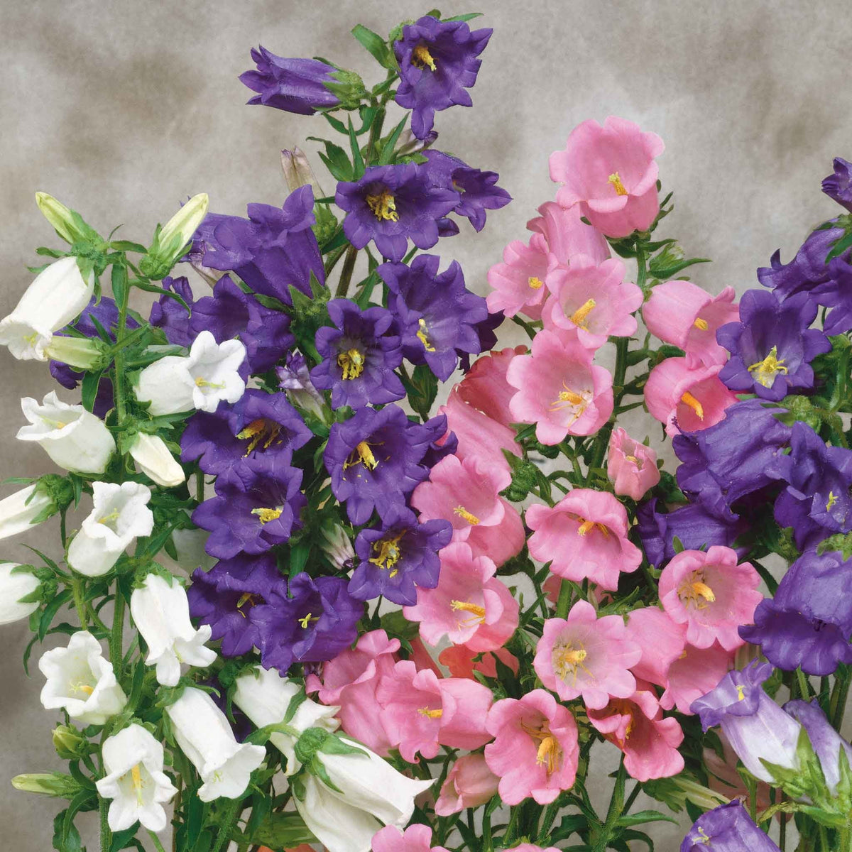 Mixed (mixed canterbury) samen for anpflanzung in home garten