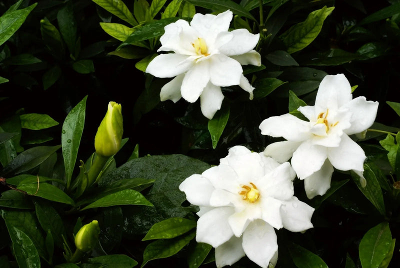 Gardenia Jasminoides Blumensamen zur Aussaat – Landhaus Garten wichtig – Traditionssorte & ohne Gentechnik Samen Hausgarten