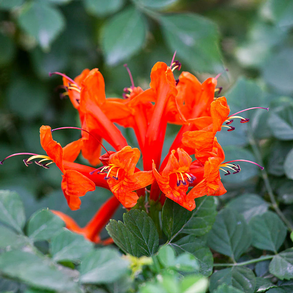 Orange Cape Honeysuckle Blumensamen zur Aussaat Wildblume Mischung Traditionssorte & ohne Gentechnik Samen Hausgarten