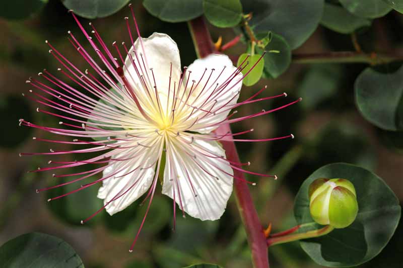 Capers Blumensamen zur Aussaat ideal Rabatten Traditionssorte & ohne Gentechnik Samen Hausgarten