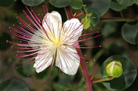 Capers Blumensamen zur Aussaat ideal Rabatten Traditionssorte & ohne Gentechnik Samen Hausgarten