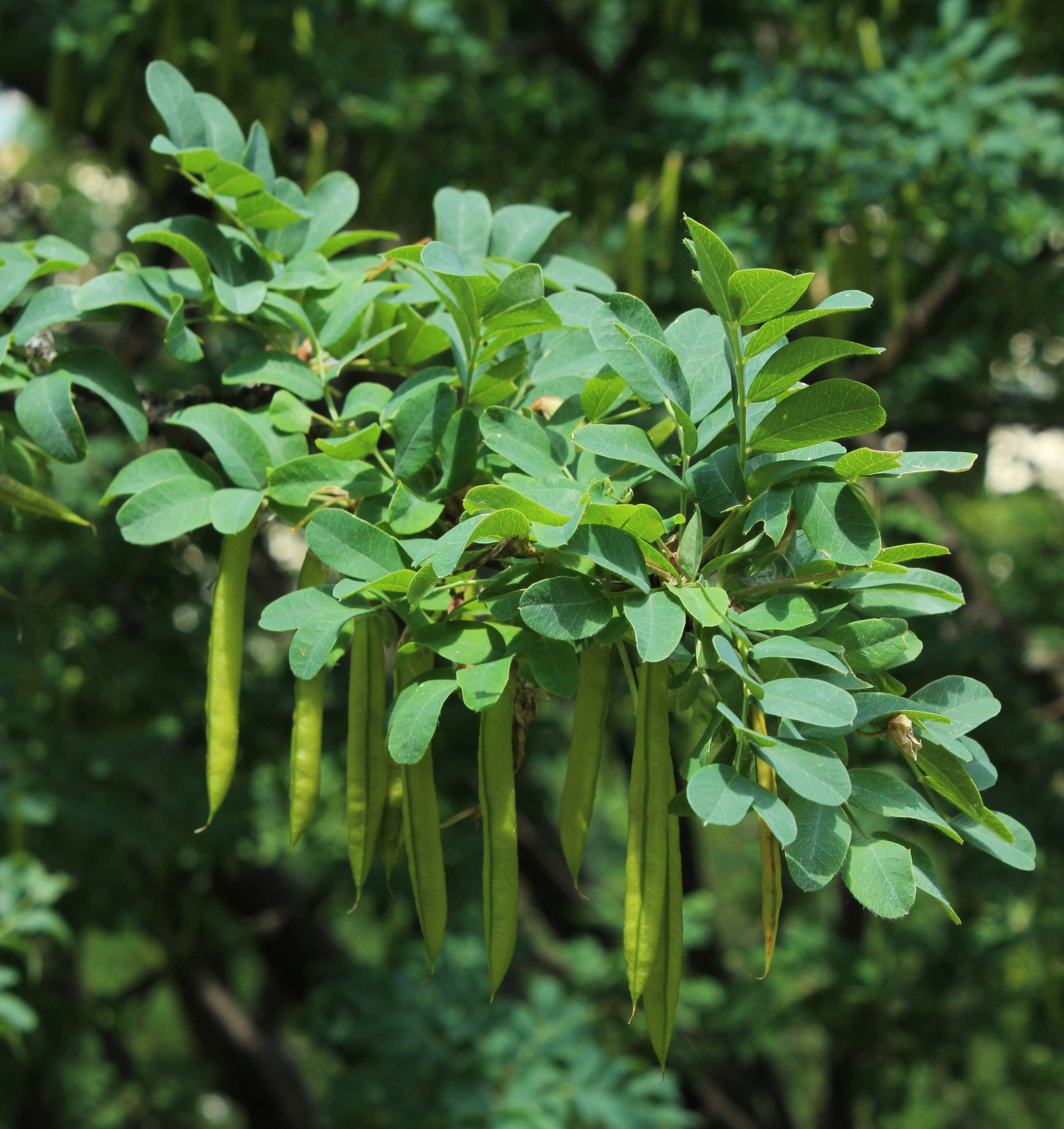 Caragana Arborescens Samen zum Pflanzen - Green Tree Variety