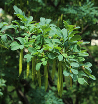 Caragana Arborescens Samen zum Pflanzen - Green Tree Variety