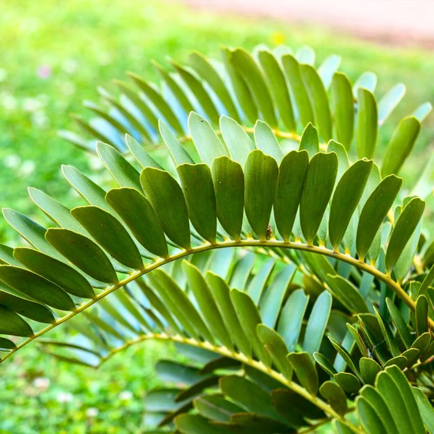 Grün Zamia Furfuracea Blumensamen zur Aussaat – Drought verträglich – Traditionssorte & ohne Gentechnik Samen Hausgarten
