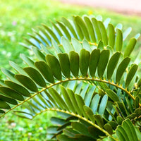 Grün Zamia Furfuracea Blumensamen zur Aussaat – Drought verträglich – Traditionssorte & ohne Gentechnik Samen Hausgarten