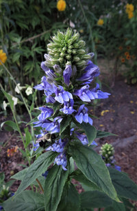 Blau cardinal flowering samen for gardens