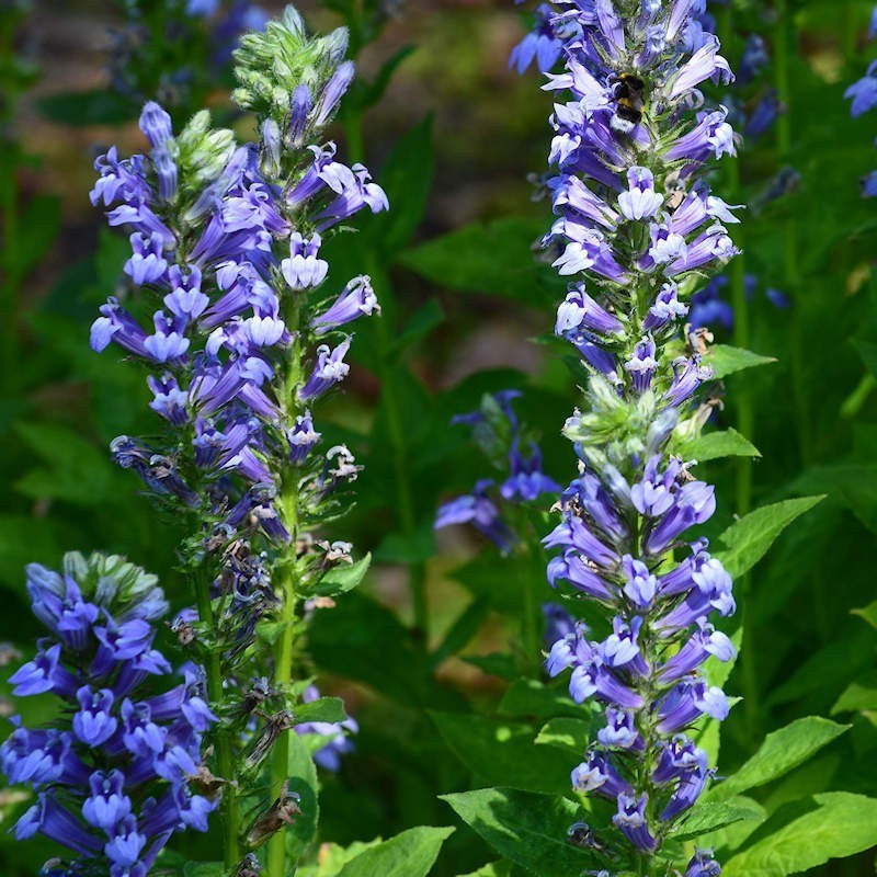 Blau cardinal blume samen for anpflanzung