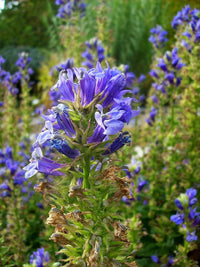 Non gmo blau cardinal blume samen