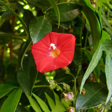 Ipomea blume samen for anpflanzung - wildflower mix, heirloom & gmo free samen for home garten
 
 sale for anpflanzung in home garten