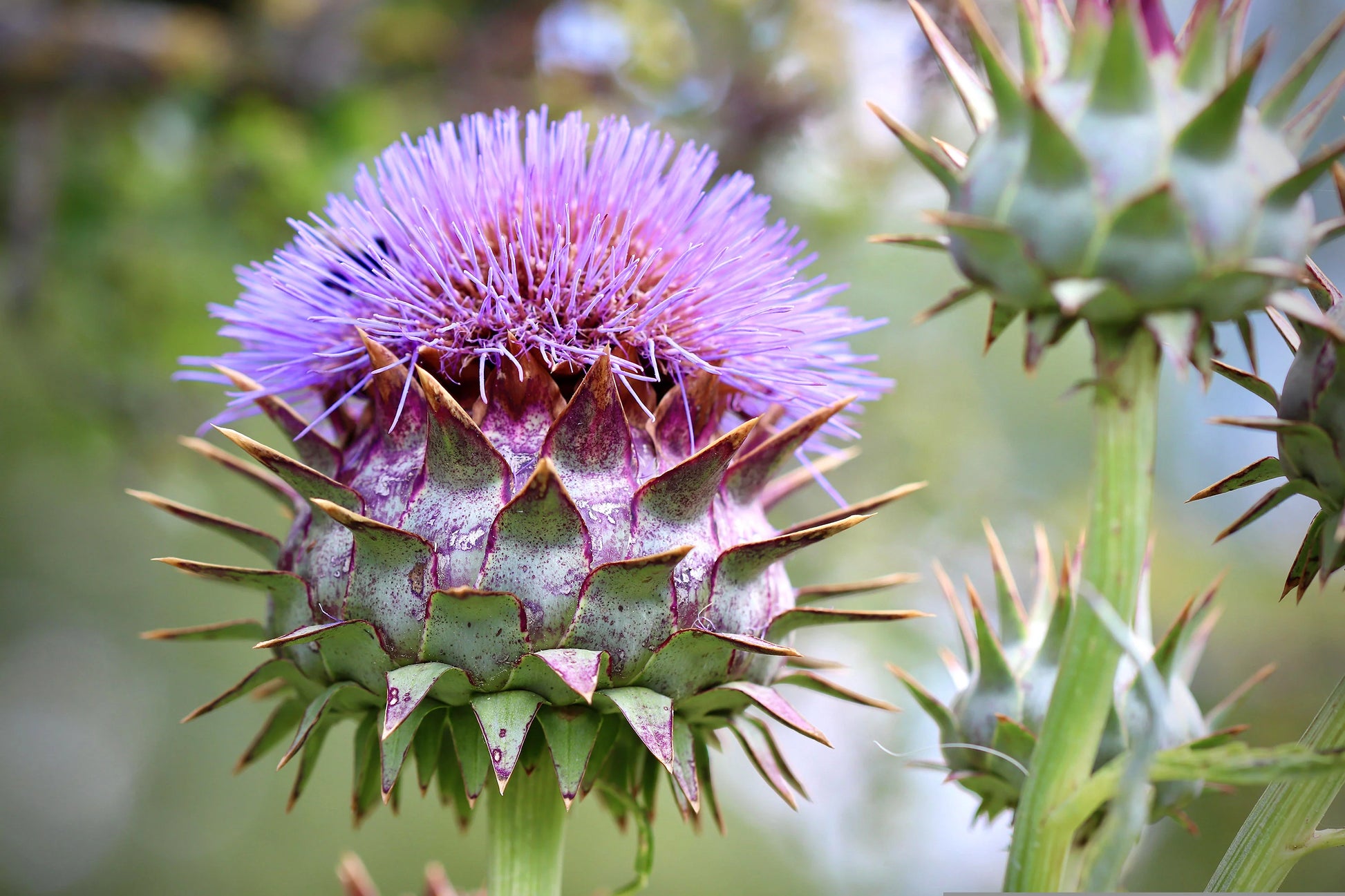 Cynara Blumensamen zur Aussaat – robust Sorte – Traditionssorte & ohne Gentechnik Samen Hausgarten