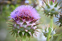 Cynara Blumensamen zur Aussaat – robust Sorte – Traditionssorte & ohne Gentechnik Samen Hausgarten