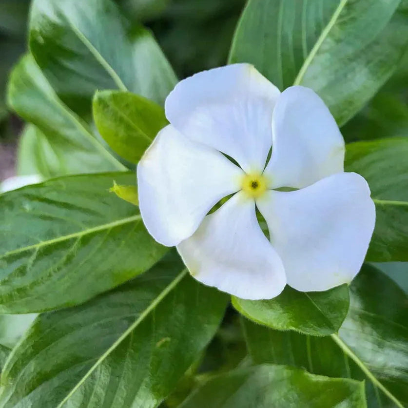 Weiß Immergrün Blumensamen zur Aussaat – Create Floral Arrangements