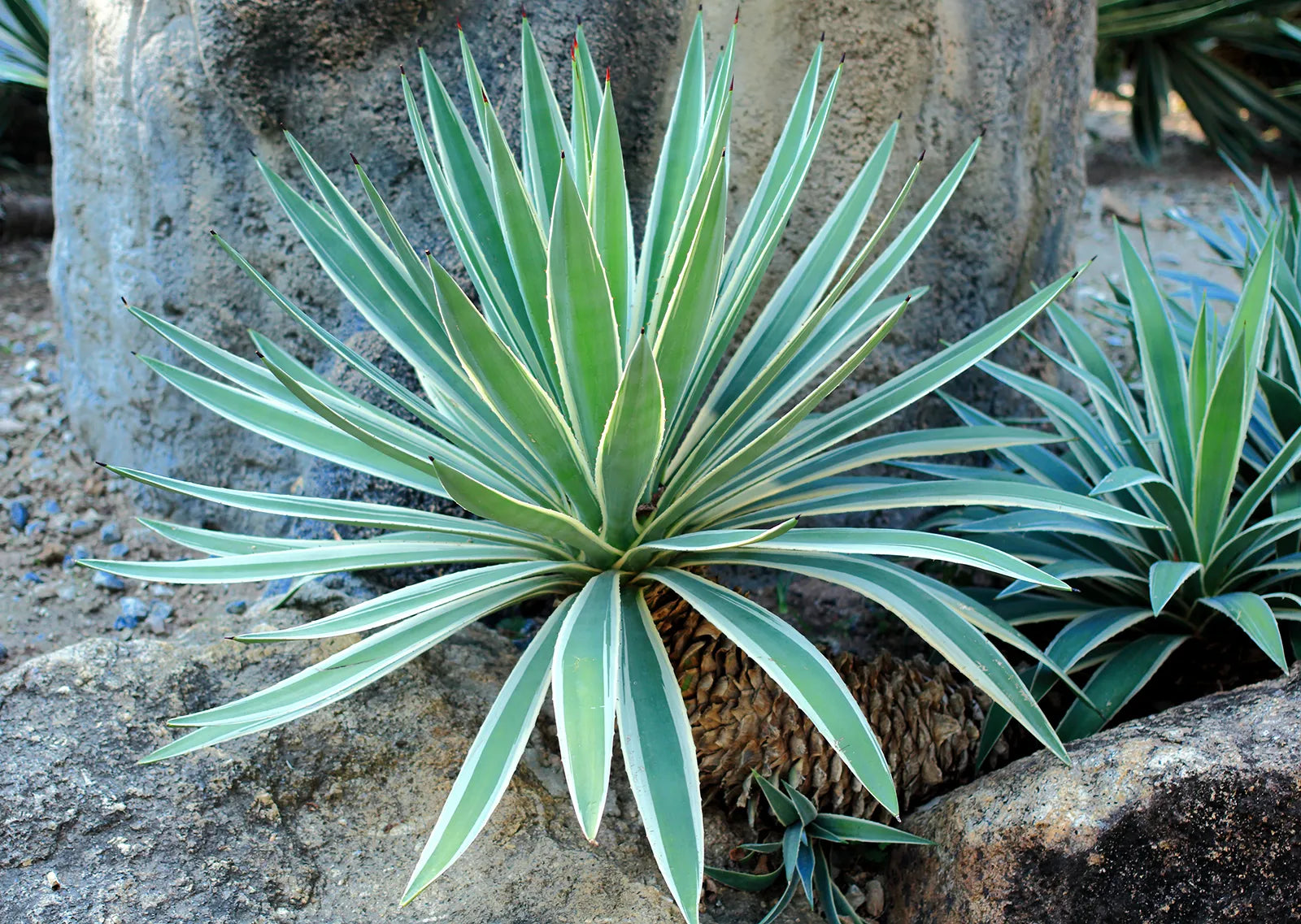 Grün Agave Ferox Blumensamen zur Aussaat – sonnenliebend – Traditionssorte & ohne Gentechnik Samen Hausgarten