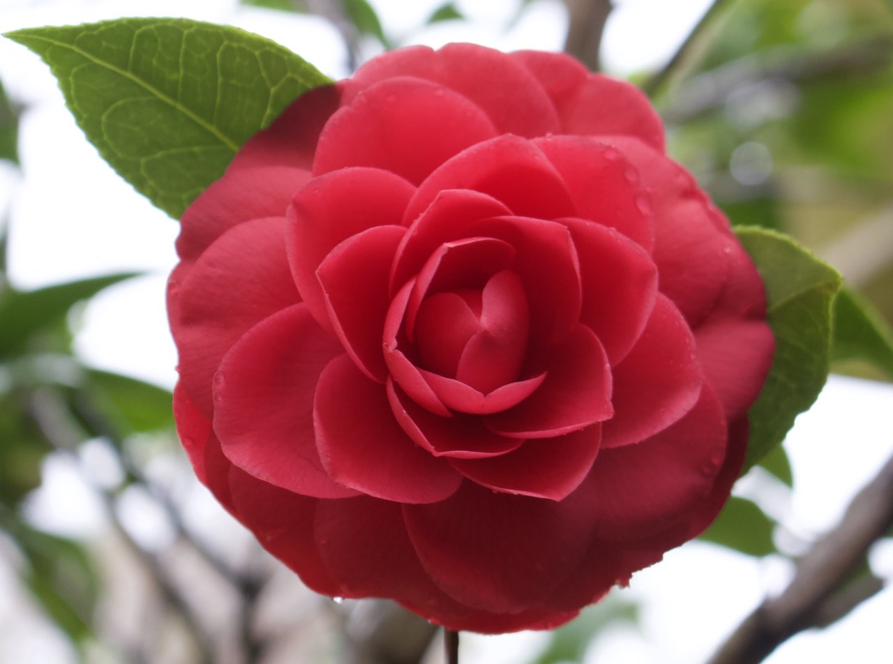 Classic camellia blume samen for easy anpflanzung