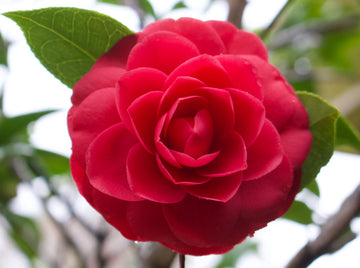 Classic camellia blume samen for easy anpflanzung