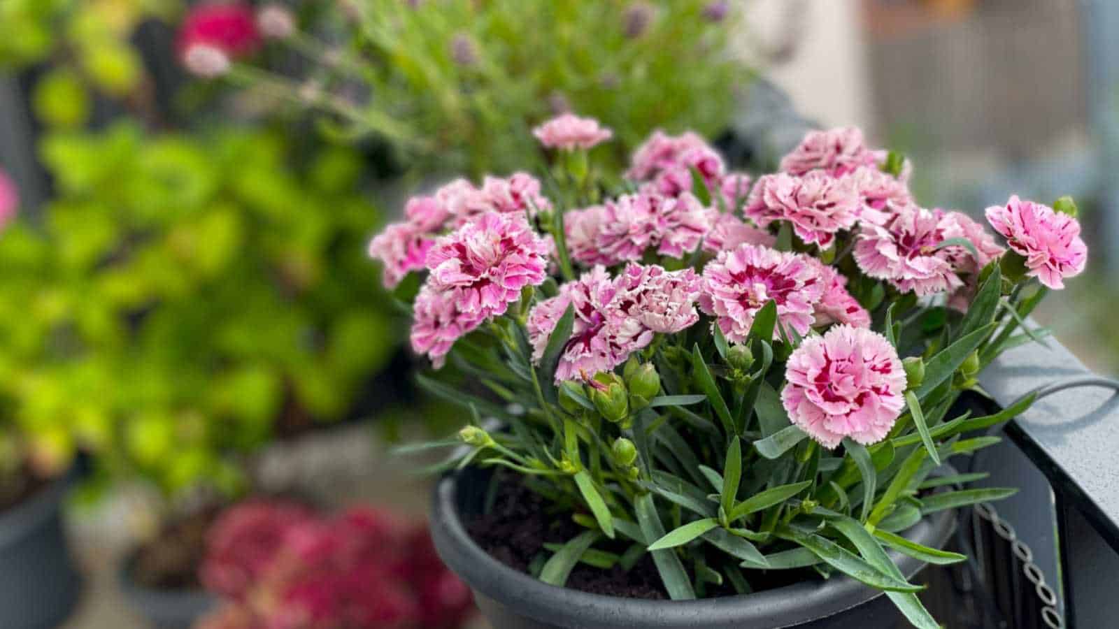 Gray carnation flowering samen for gardens