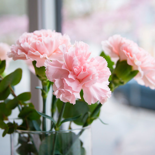 hell Rosa Caryophyllus Blumensamen zur Aussaat leuchtend Blüten Traditionssorte & ohne Gentechnik Samen Hausgarten