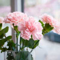 hell Rosa Caryophyllus Blumensamen zur Aussaat leuchtend Blüten Traditionssorte & ohne Gentechnik Samen Hausgarten