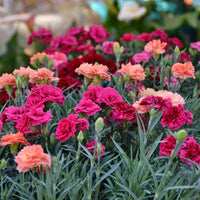 Non gmo gray carnation samen