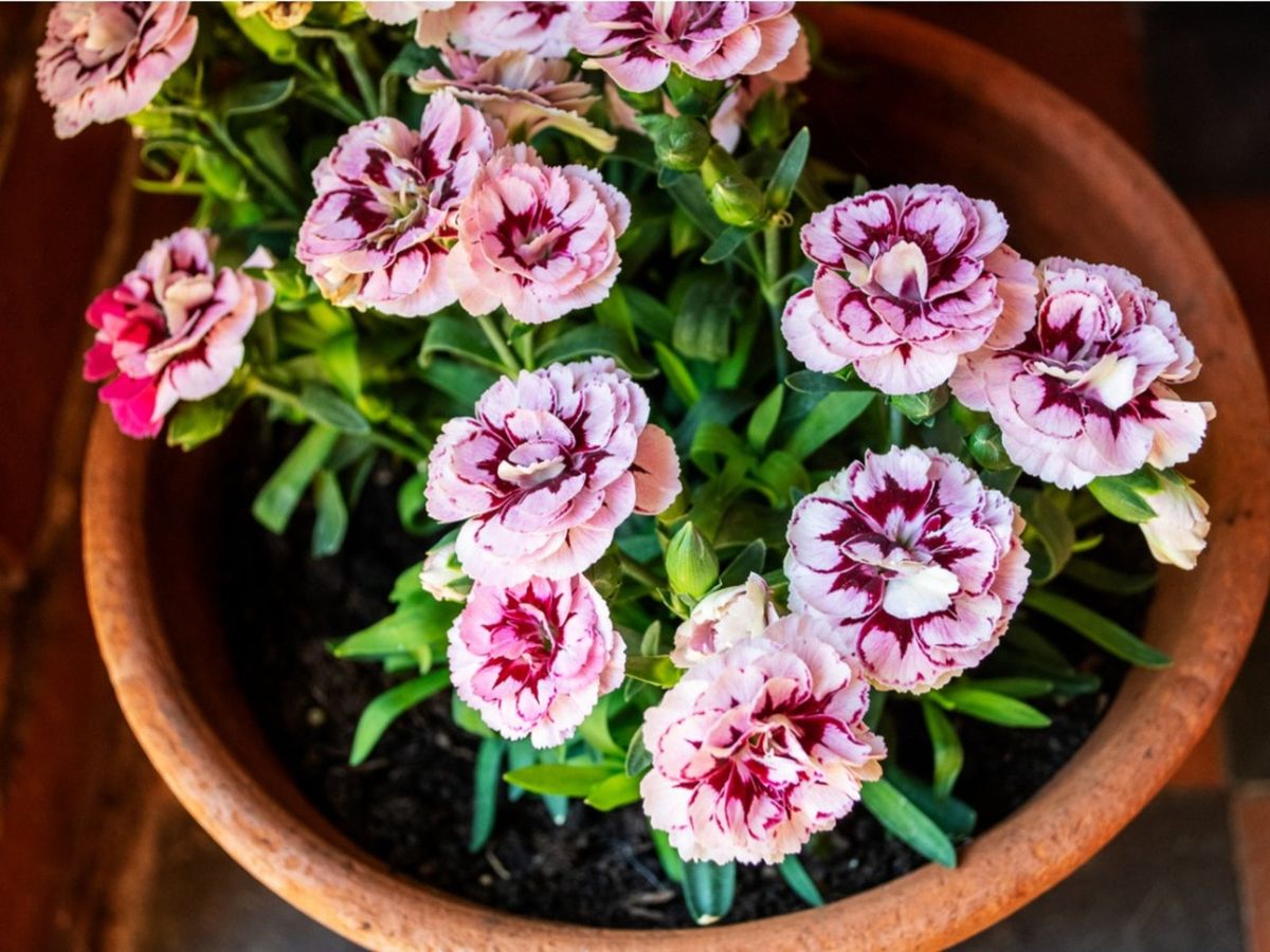 Ornamental gray carnation samen for landscapes