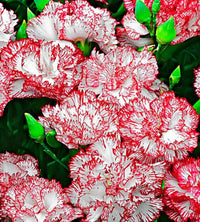 Weiß Kastanienrot Nelke Blumensamen zur Aussaat hochwertige Qualitäts- Traditionssorte & ohne Gentechnik Samen Hausgarten