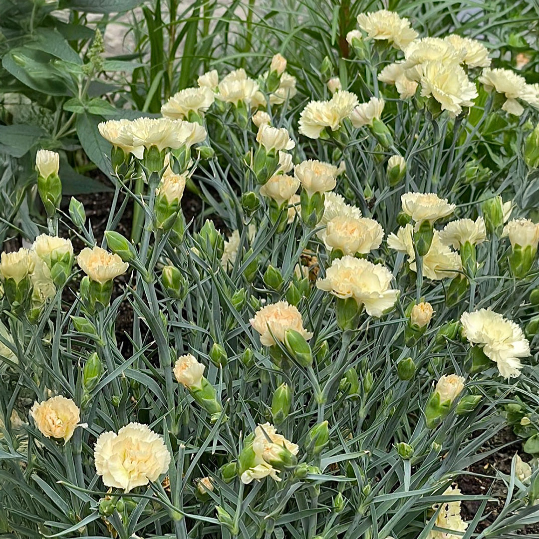 hell Gelb Nelke Blumensamen zur Aussaat – Wildblume Mischung – Traditionssorte & ohne Gentechnik Samen Hausgarten