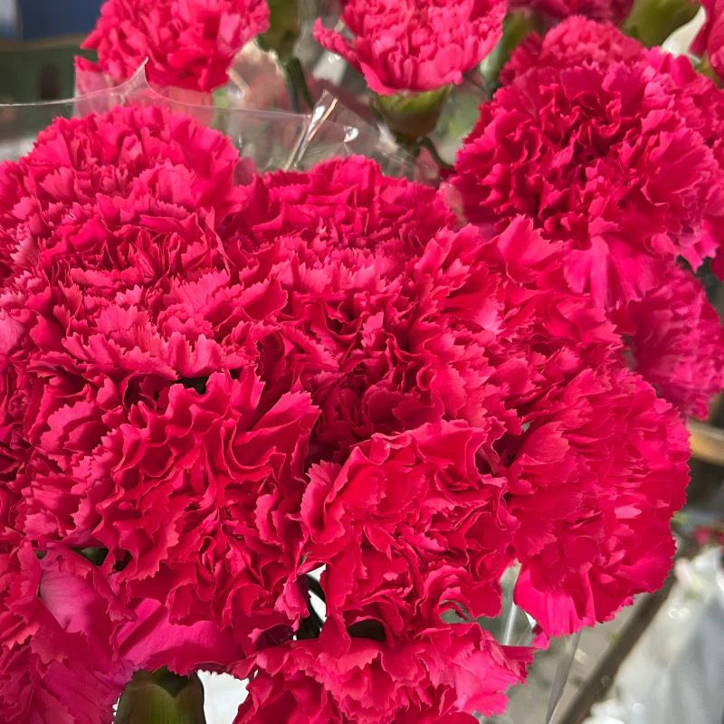 tief Rosa Nelke Blumensamen zur Aussaat – lang Blüte Saison – Traditionssorte & ohne Gentechnik Samen Hausgarten