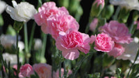hell Rosa Nelke Blumensamen zur Aussaat – sonnenliebend – Traditionssorte & ohne Gentechnik Samen Hausgarten