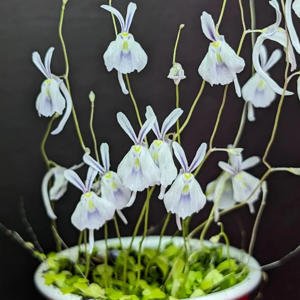 Carnivorous utricularia pflanze samen