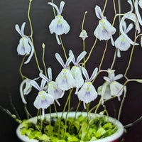 Carnivorous utricularia pflanze samen
