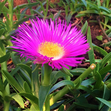 Carpobrotus Blumensamen zur Aussaat – Landhaus Garten wichtig – Traditionssorte & ohne Gentechnik Samen Hausgarten