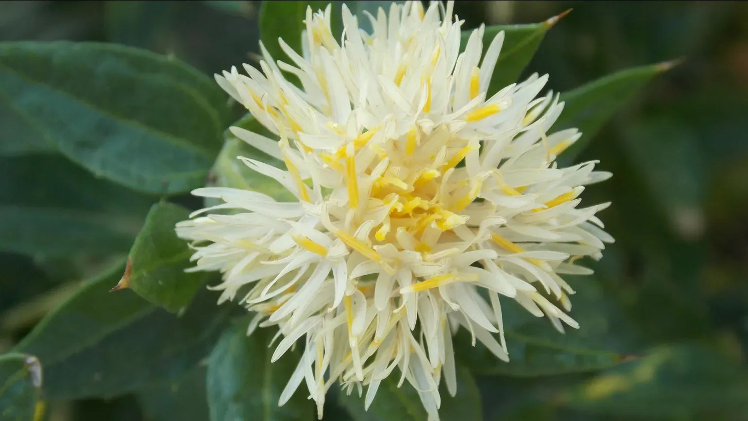 Traditionssorte SafFlower Samen zur Aussaat Garten beliebt Traditionssorte & ohne Gentechnik Samen Hausgarten